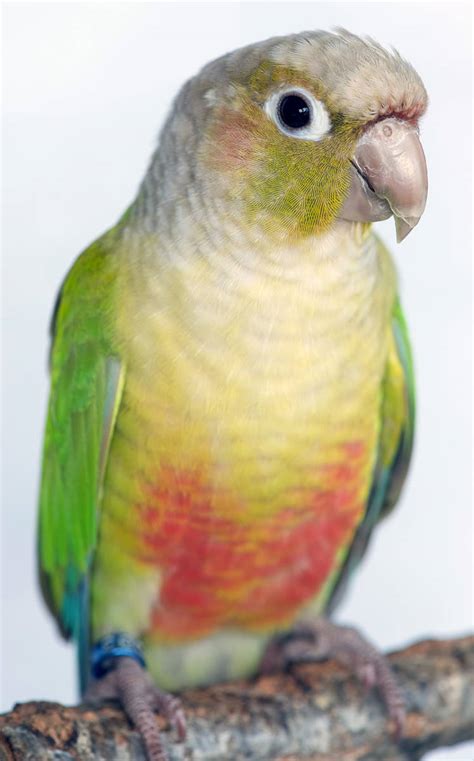 Conure Pineapple Green Cheeks