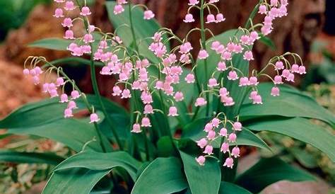 Convallaria Majalis Lirio Flor Do Vale Lindas 10 Sementes