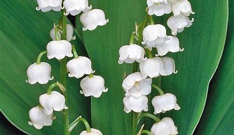 Convallaria majalis (Lily of the Valley) via World of