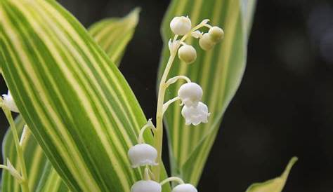 Convallaria Majalis Vic Pawlowskis Gold Future Plants By Randy Stewart Lily Of The Valley