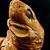 cookie cutter shark pictures