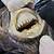 cookie cutter shark teeth images