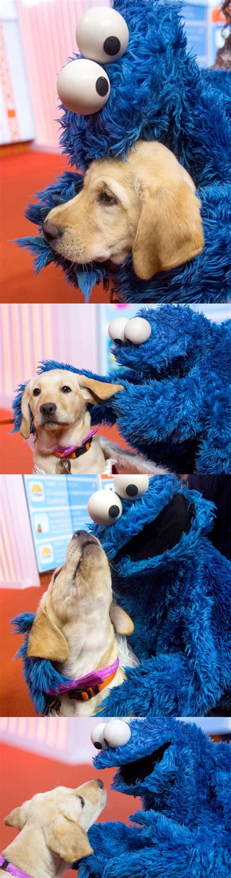 Cookie Monster And Dog