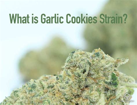 Cookies Strain Origin