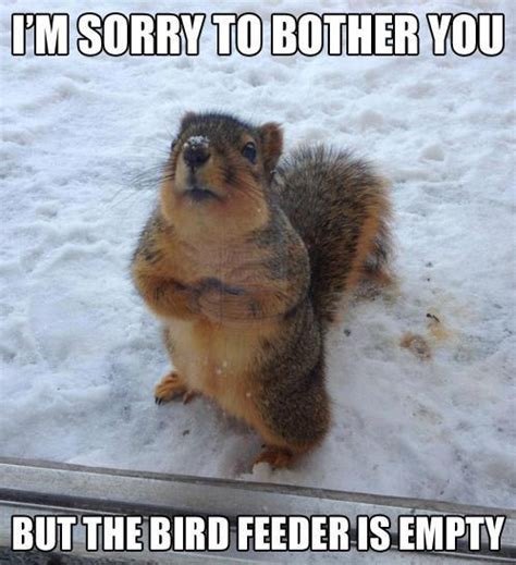 Cool animals memes
