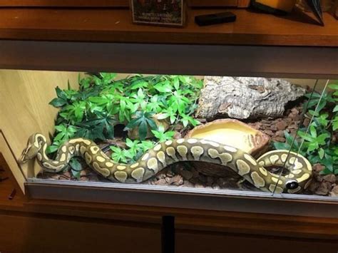 cool ball python enclosure