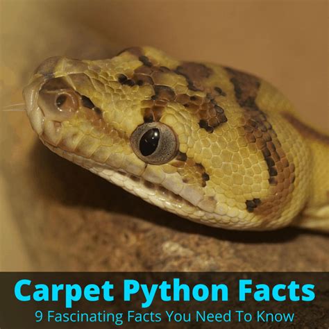 Cool Facts About Carpet Python