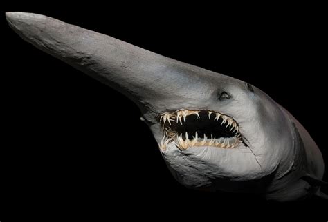 cool facts about goblin sharks