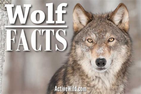 cool facts about grey wolves