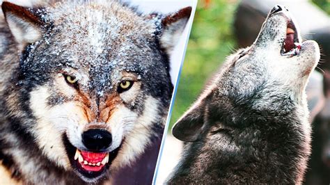 cool facts about grey wolves