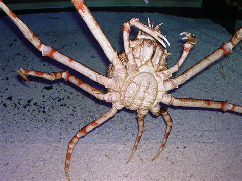cool facts about the japanese spider crab