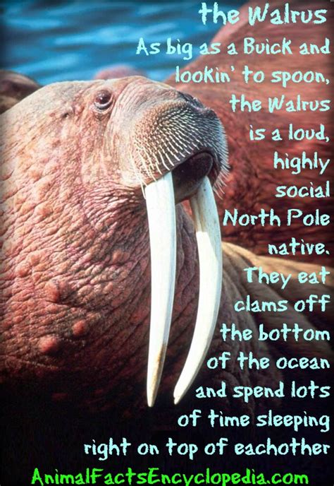 cool facts about walrus