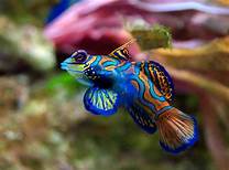 Cool Freshwater Aquarium Fish