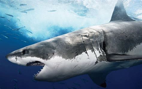cool great white shark
