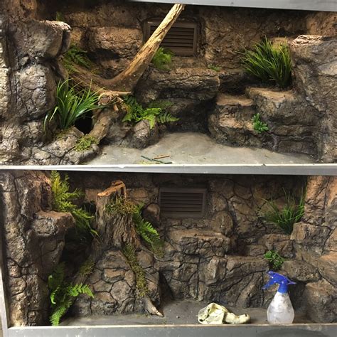 Cool Lizard Habitats