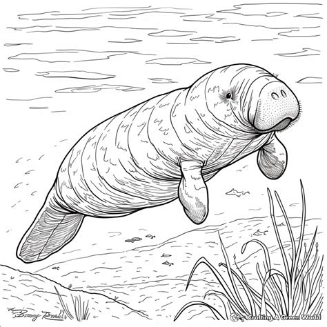 Cool Manatee Coloring Page