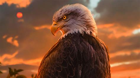 cool pictures of eagles