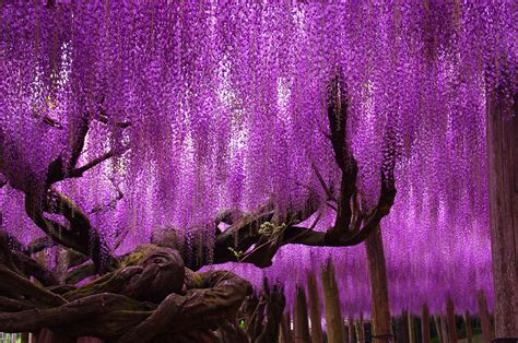 Cool Plants In Japan