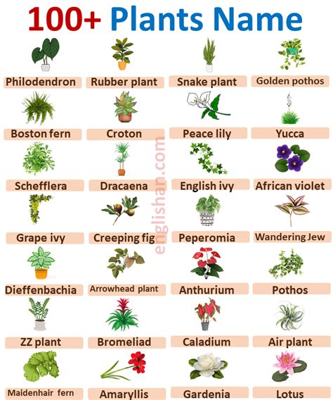Cool Plants With Names