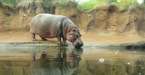 Cool Things About Hippos