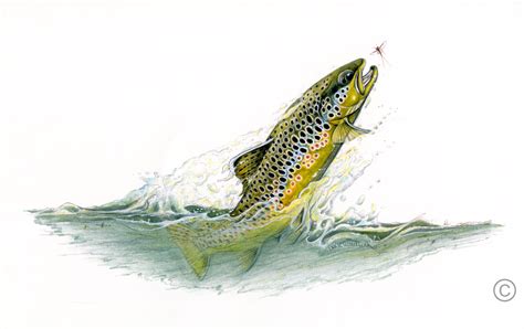 Cool Trout Drawing