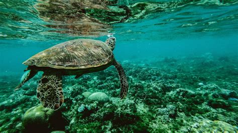 Cool Underwater Wallpapers PCTechNotes PC Tips, Tricks and Tweaks