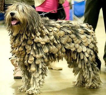 Coolest Dog In The World
