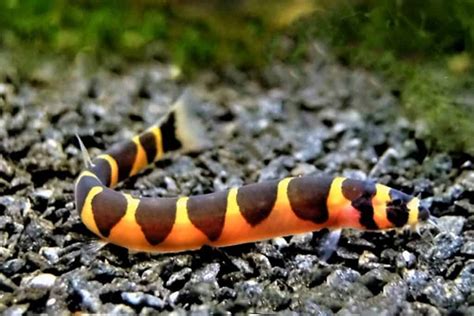 coolie loach care