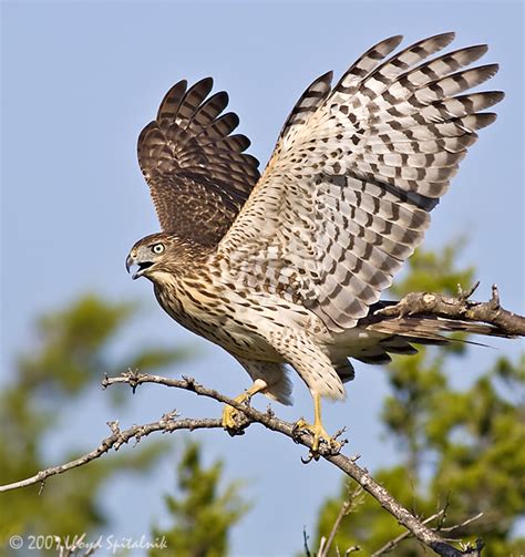 Cooper's Hawk Bird