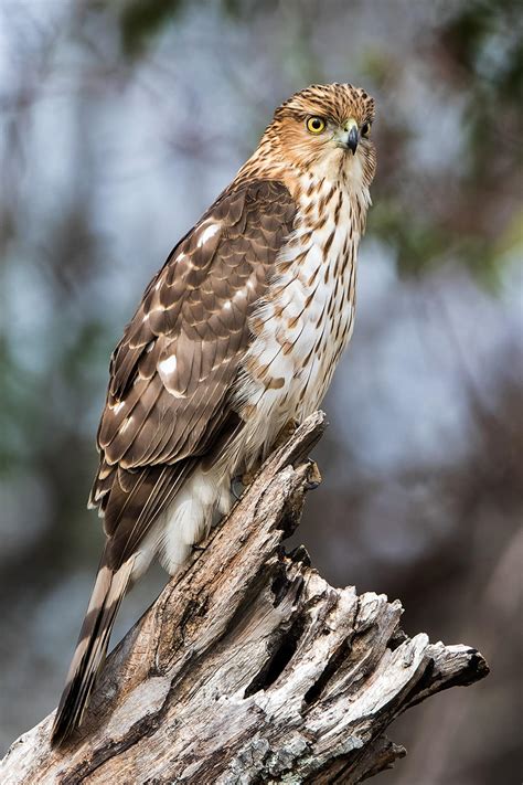 cooper's hawk in michigan