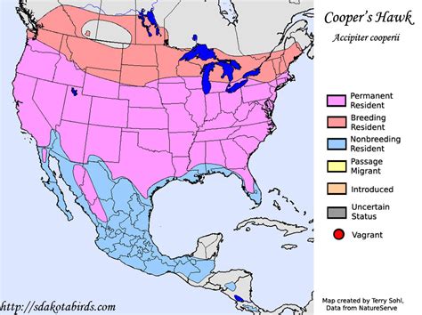 cooper's hawk size range