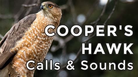 cooper's hawk sounds audio