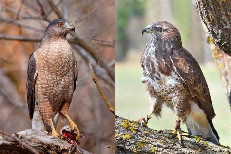 cooper's hawk vs red tailed hawk size