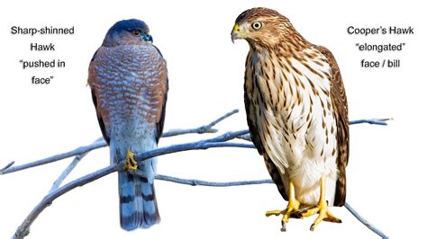 cooper's hawk vs sharp shinned hawk tail