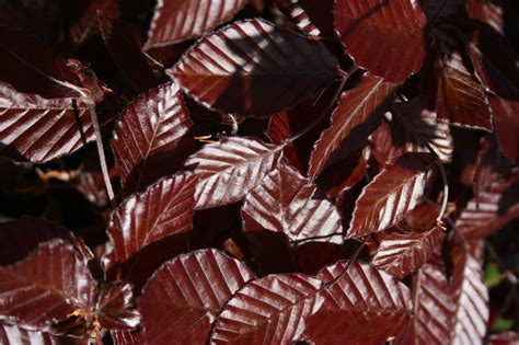 Copper Beech Evergreen