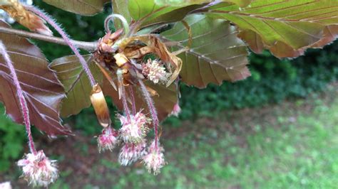 Copper Beech Flower