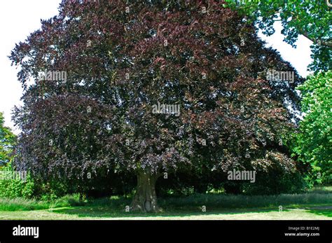 Copper Beech Glastonbury