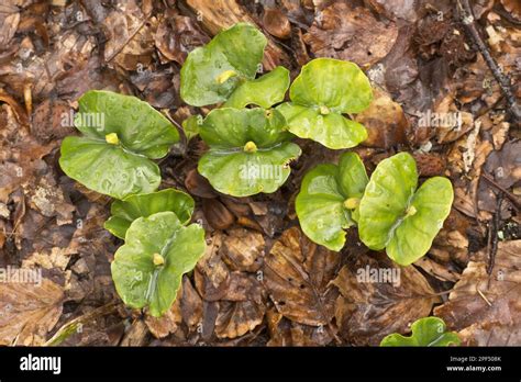 Copper Beech Seedlings