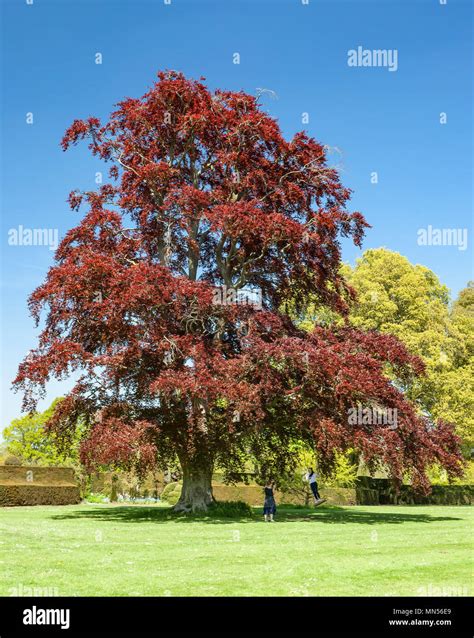 Copper Beech Tree