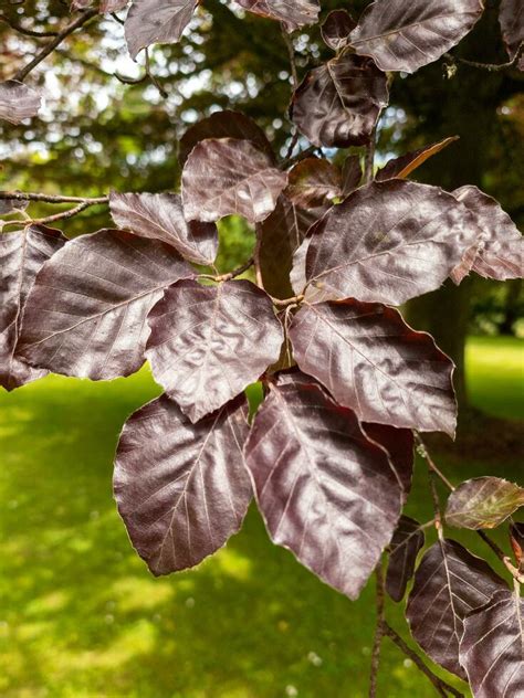 Copper Beech Tree Fertilizer