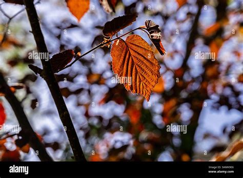 Copper Beech Tree Rhs