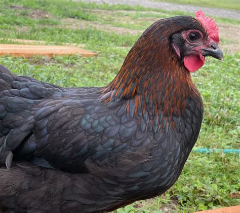 copper marans chickens