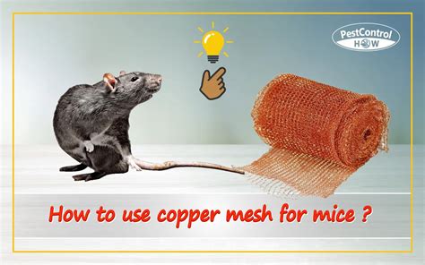 copper mesh mice