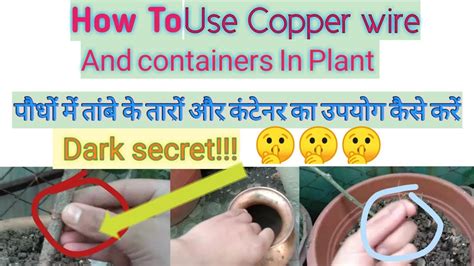 Copper Wire On Plants