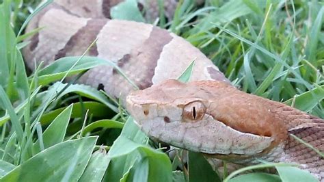 Copperhead Antivenom Cost