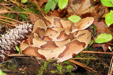 Copperhead Outdoors