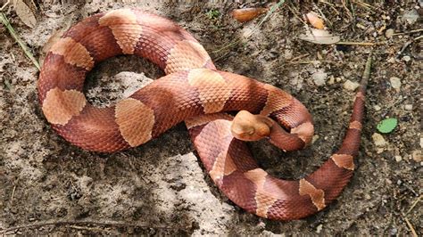 Copperhead Snake Central Texas