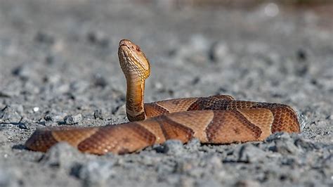 Copperhead Snake Deadly