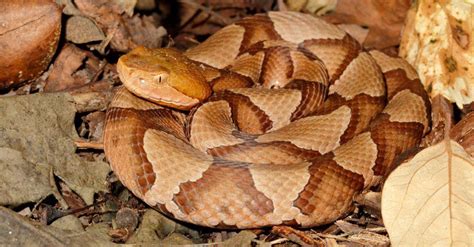 Copperhead Snake Diet