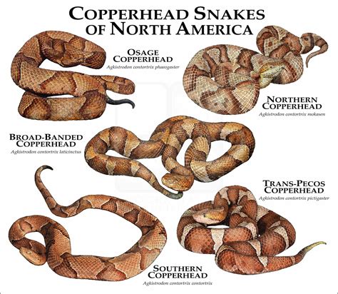 Copperhead Snake Varieties